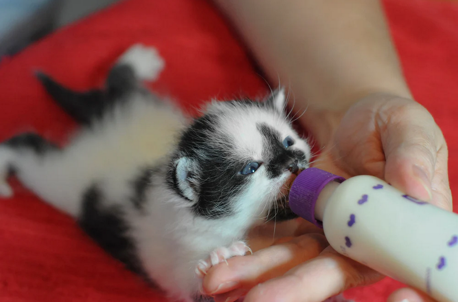 🐾 Comment biberonner et nourrir un chaton : de la naissance au sevrage (guide complet vétérinaire)