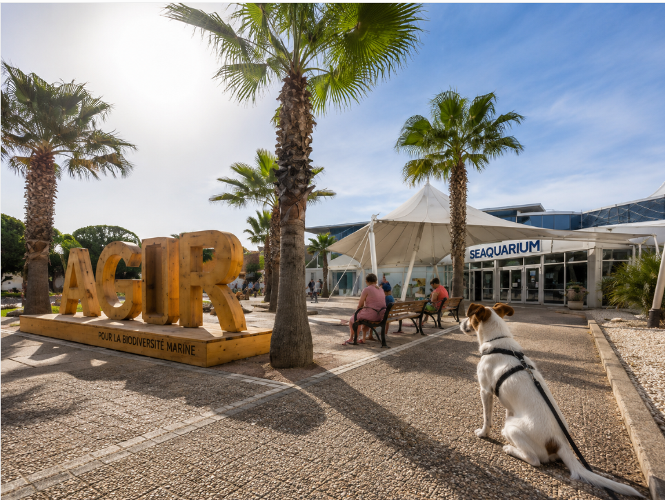 🦈🐾 Seaquarium du Grau-du-Roi avec un chien : faut-il le faire garder ?