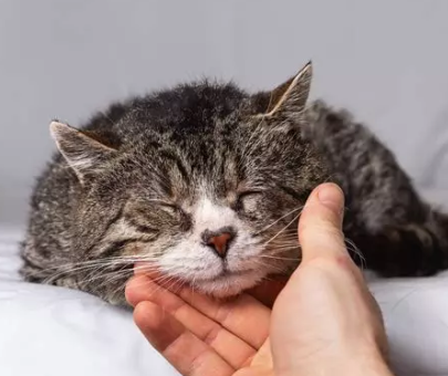 🐾 Les maladies fréquentes chez le chat senior