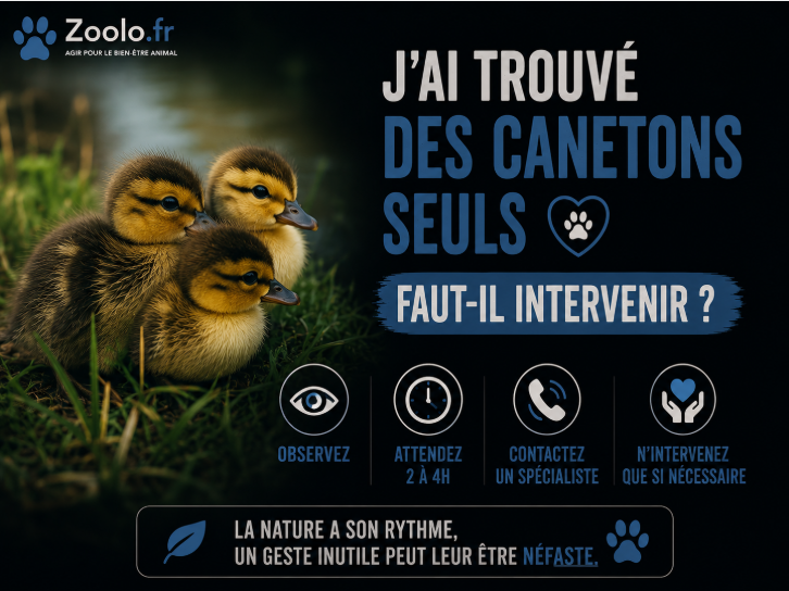 🦆 J'ai trouvé des canetons seuls : faut-il intervenir ?