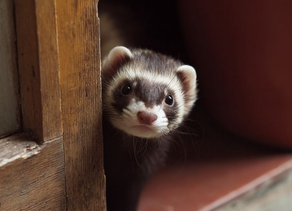 🐹🐰🦜 Les meilleurs noms pour NAC : idées de prénoms originaux pour lapins, hamsters, cochons d’Inde, furets et oiseaux