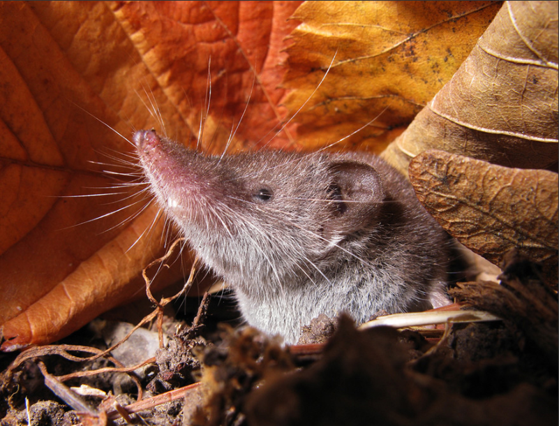 Qui est le plus petit mammifère au monde, sur terre et dans les océans ?