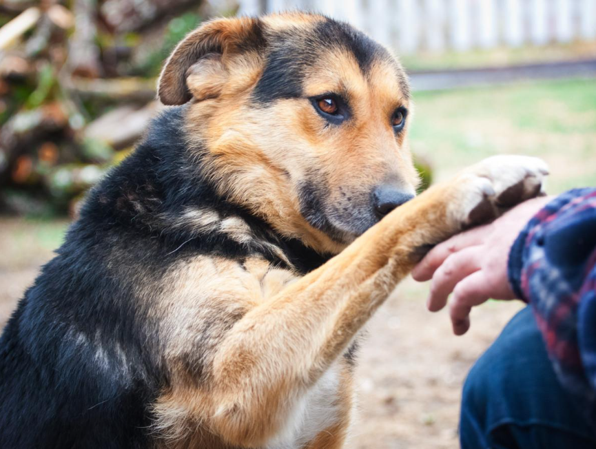 Pourquoi mon chien pose sa patte sur moi ?