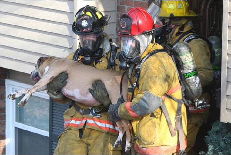 🔥 Incendies à Bordeaux : comment protéger ses animaux en cas d'évacuation ? Le guide complet