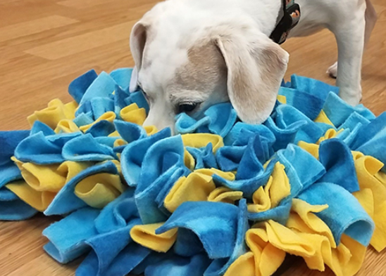 Comment fatiguer mentalement un chien ? 🧠🐶 (Méthodes efficaces et simples)