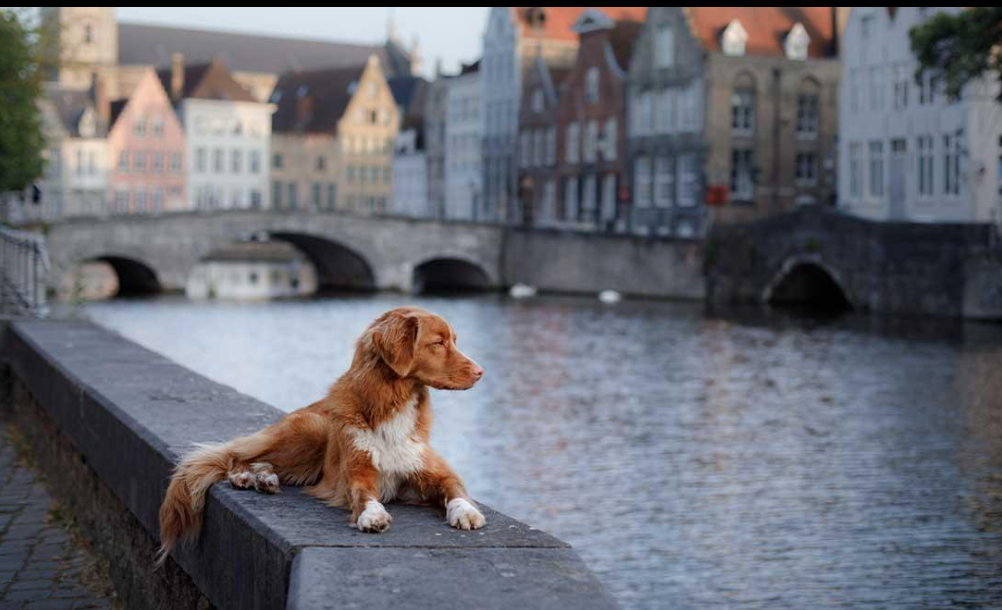 🇧🇪 Voyager en Belgique avec un animal