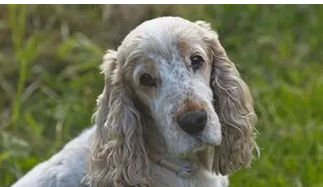 🐾 Les maladies fréquentes chez le chien senior