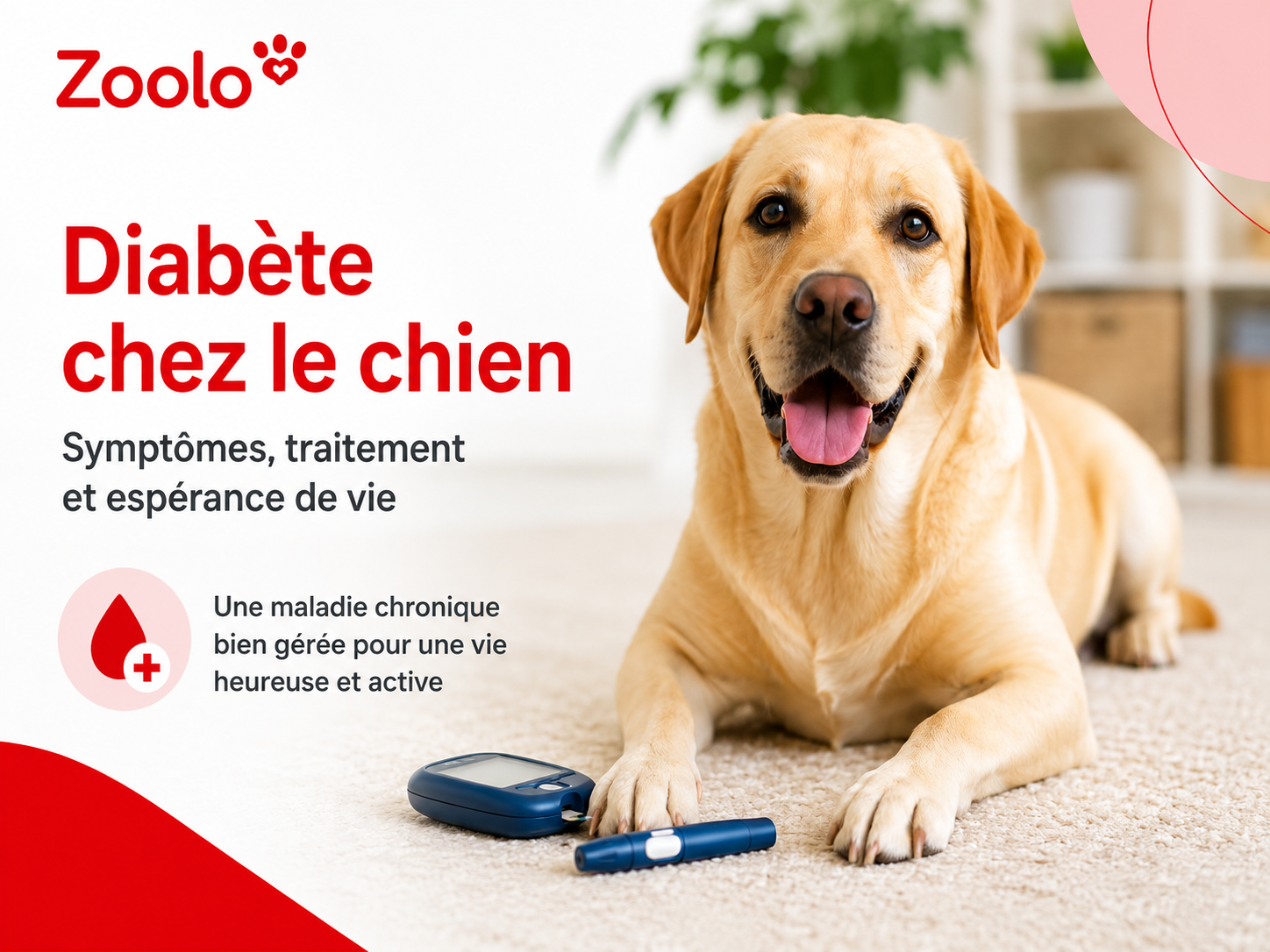 Diabète chez le chien : symptômes, traitement et espérance de vie