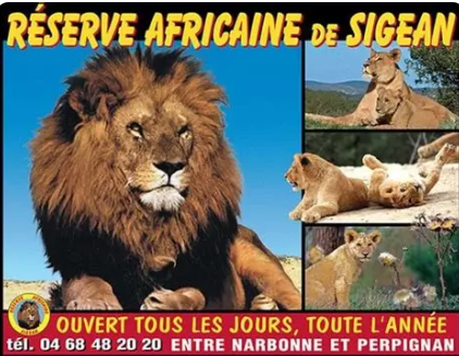 🦁🐾 Réserve Africaine de Sigean avec un chien : faut-il l'emmener ou le faire garder ?