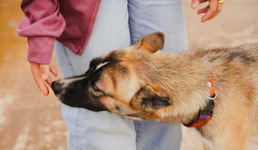 👃 Comment les chiens reconnaissent-ils leur maître ?