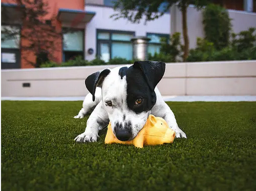 🐶 Mon chien fait de la protection de ressources (gamelle, jouets) : Comment sécuriser sa cohabitation avec d’autres animaux ? 🐱