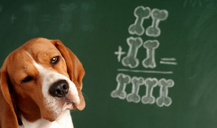 🧠🐶 Intelligence des chiens : races les plus “intelligentes”, idées reçues et petits tests à faire chez soi