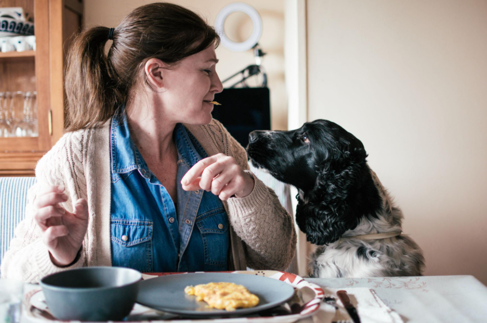 Pourquoi mon chien me regarde pendant qu'il mange ?