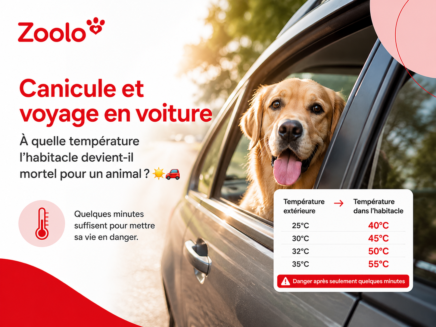 Canicule et voyage en voiture : À quelle température l’habitacle devient-il mortel pour un animal ? ☀️🚗