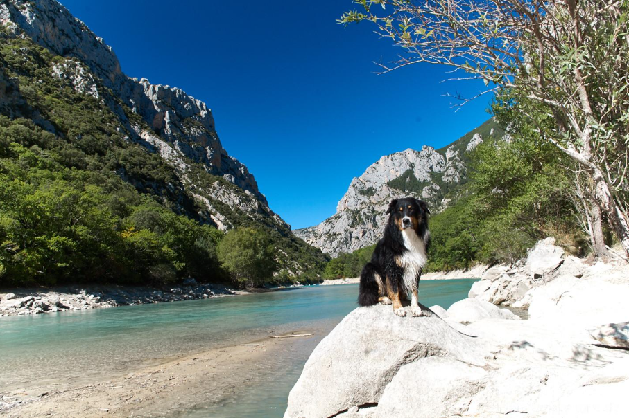 🏞️ Gorges du Verdon avec un chien