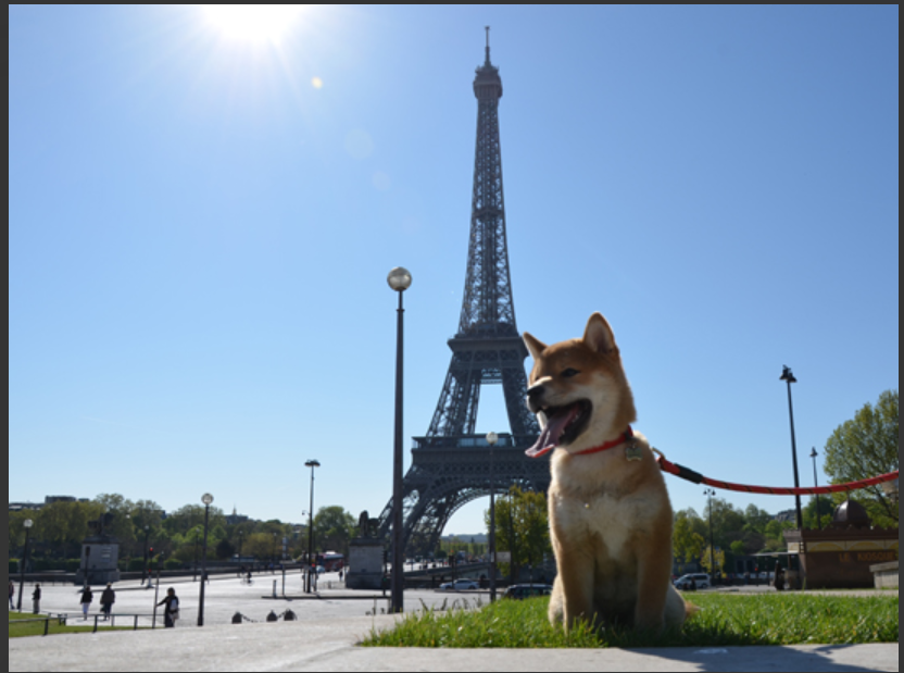 🗼 Tour Eiffel avec un chien : est-ce autorisé ?