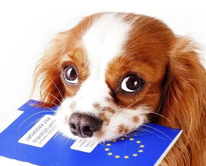 🐾 Que doit contenir le carnet d’informations de mon animal ?