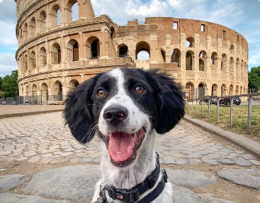 🇮🇹 Partir en Italie avec son chien