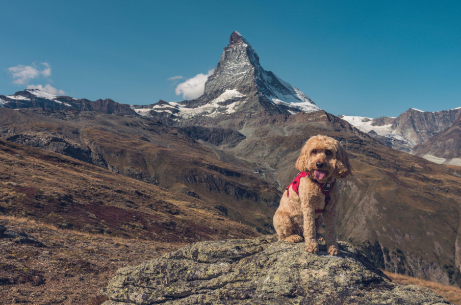 🇨🇭 Voyager en Suisse avec un chien