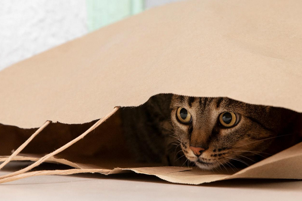 Pourquoi mon chat se cache ? 🐱🏠 Comprendre ce comportement et savoir quand s’inquiéter