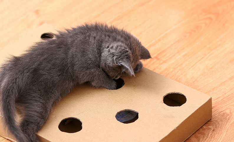 🧠🐶 Top 10 des jeux d’intelligence pour occuper son chien (ou son chat) seul à la maison