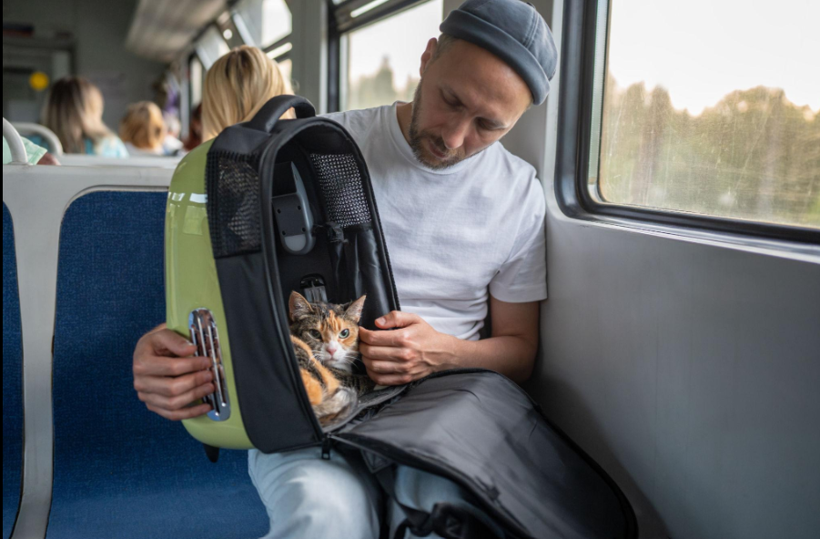 Canicule et voyage en voiture : Prendre le train en France avec un chat — Tarifs, obligations et astuces 🚄🐱