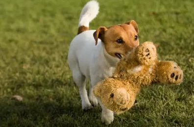 🐾 Première garde de votre chien ou chat : toutes les étapes pour réussir