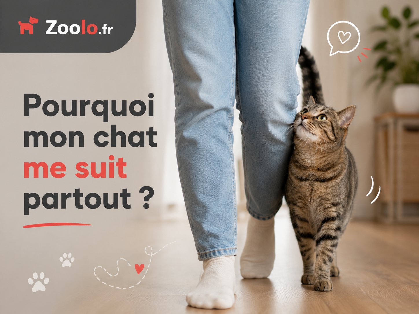 🐱 Pourquoi mon chat me suit partout ? Comprendre ce comportement et savoir quand s’inquiéter