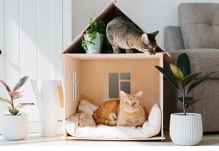 Comment présenter un nouveau chat à la maison ? 🐱🏠 Guide complet pour une cohabitation réussie