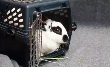 🐰 Comment transporter un lapin sans stress ?
