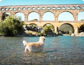🌉 Pont du Gard avec un chien : le guide complet pour préparer votre visite