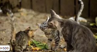 Chats errants dans le jardin : que faire s’ils se reproduisent et urinent partout ? 🐱🏡