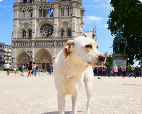 ⛪ Cathédrale Notre-Dame de Paris avec un chien