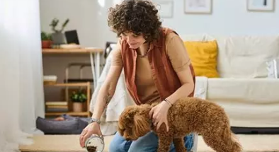 🚨 Que faire si un petsitter annule au dernier moment ? (guide urgence propriétaire)