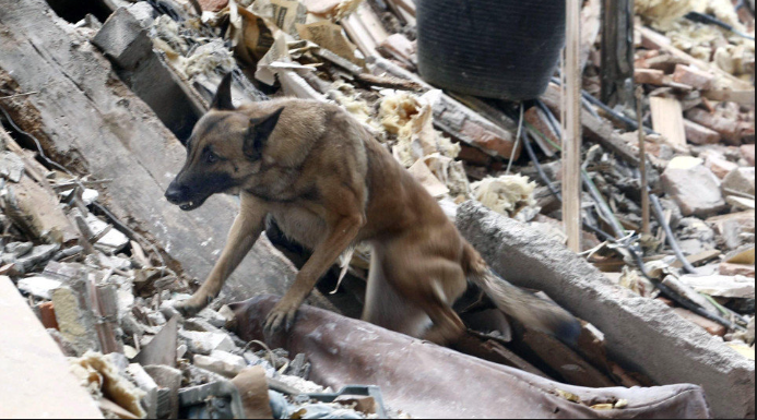 🇻🇪 Séismes au Venezuela : une incroyable mobilisation pour sauver les animaux prisonniers des décombres