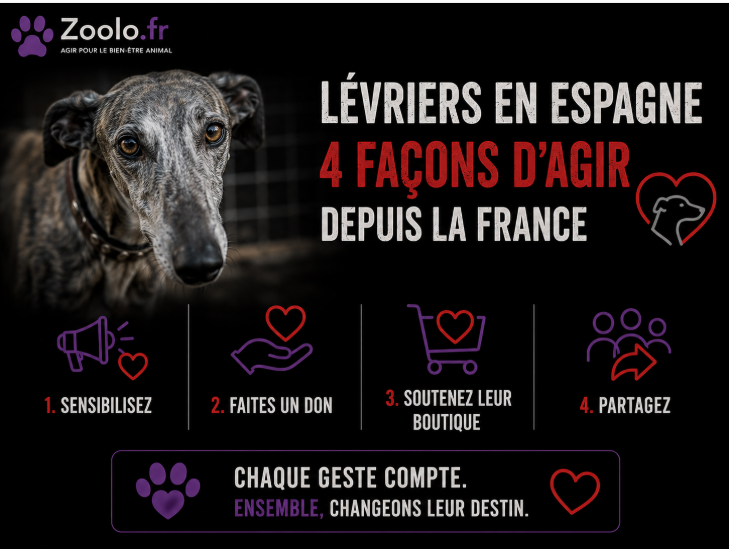 Maltraitance des lévriers en Espagne : 4 façons concrètes d'agir depuis la France (sans forcément adopter)