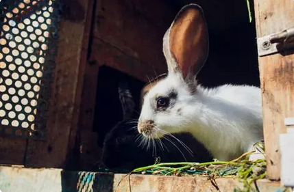 🐰 LAPIN EN VACANCES : COMMENT FAIRE GARDER SON LAPIN EN TOUTE SÉCURITÉ (GUIDE VÉTÉRINAIRE COMPLET)