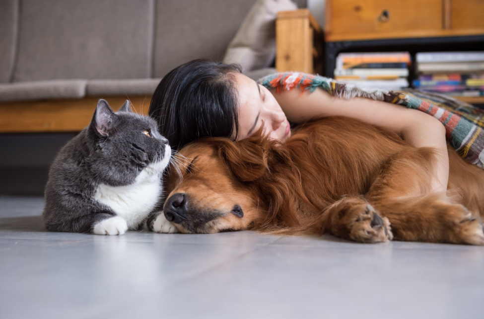 🐕🐱 Tout savoir sur le comportement et l'éducation du chien et du chat