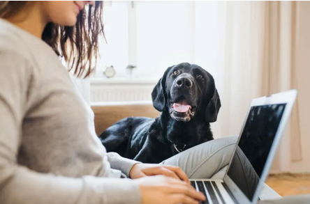 Mon chien pleure quand je pars : solutions efficaces 🐶🚪