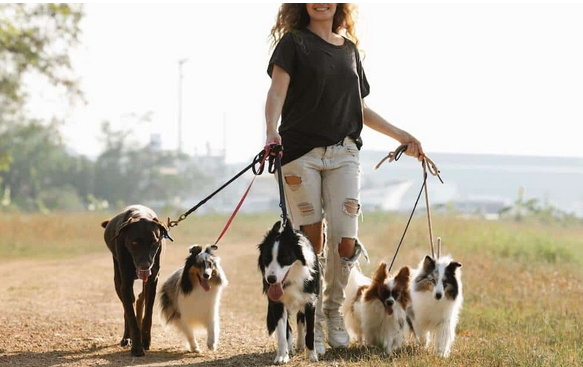 💰 Combien gagne un pet-sitter ? Tarifs, revenus et conseils pour se lancer