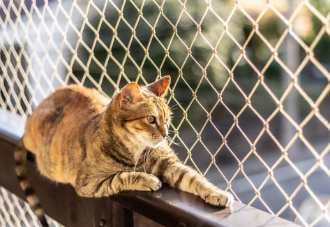 Le réflexe de fuite chez le chat en territoire inconnu : Comment sécuriser les fenêtres et les portes durant une garde ?