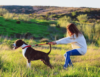 Mon chien tire en laisse : comment corriger ce comportement ? 🐶🚶‍♂️