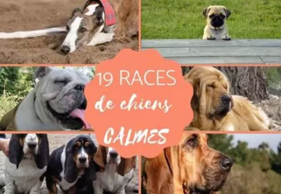 Les races de chiens les plus calmes