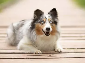 Comment de temps à l'avance faut-il réserver une garde d'animaux ? 📅🐾