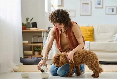 🏡🐾 Visites à domicile pour animaux : la solution idéale pour votre chien, chat ou NAC ?
