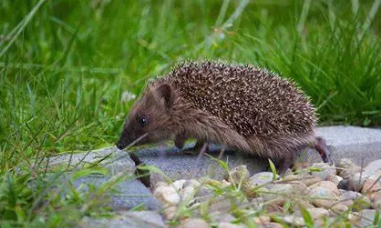 🦔 J’ai trouvé un hérisson dans mon jardin : que faire ?