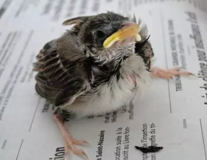 Un oiseau est tombé de son nid : que faire (et surtout ne pas faire) ? 🐦🆘