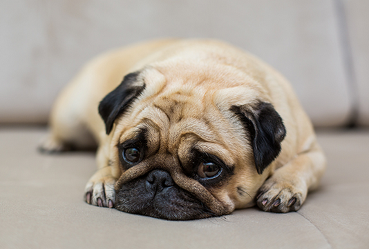 Mon chien refuse de manger : quand s’inquiéter ? 🐶🍽️