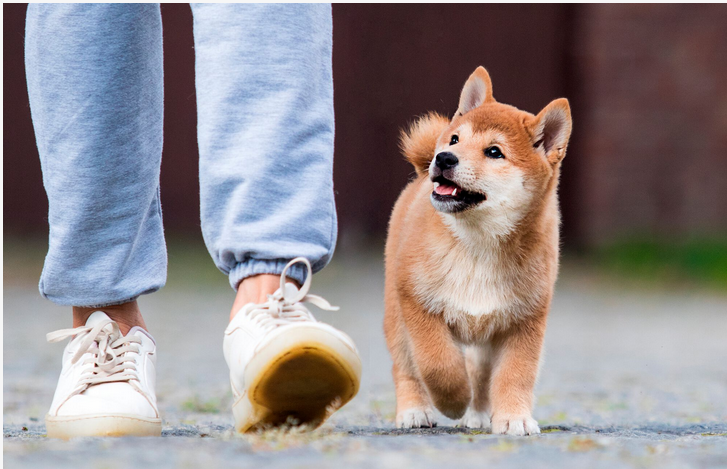 🐶🏡 Quelle race de chien adopter ? (enfants, budget, jardin, caractère)