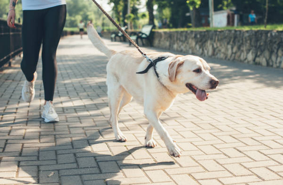 🦮 Promener son chien en toute sécurité : les bons gestes